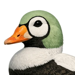 Spectacled Eider, profile