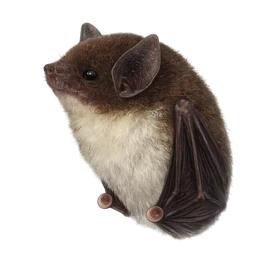 Spix’s Disc-winged Bat, profile