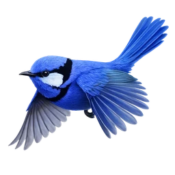 Splendid Fairywren, in flight