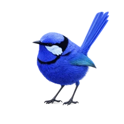 Splendid Fairywren, a rare bird in Roost