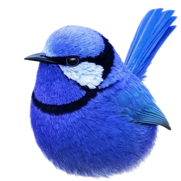 Splendid Fairywren, profile