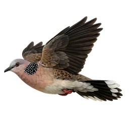 Spotted Dove, in flight