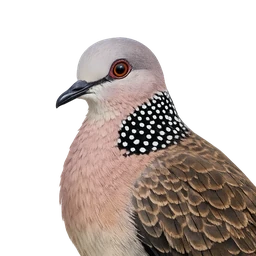 Spotted Dove, profile