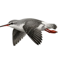 Spotted Redshank, in flight
