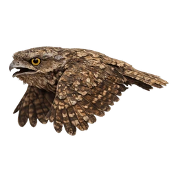 Sri Lanka Frogmouth, in flight