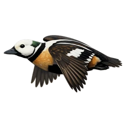 Steller's Eider, in flight