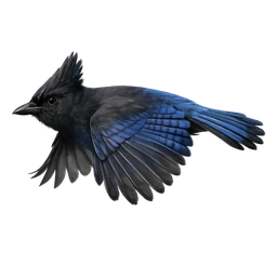 Steller’s Jay, in flight