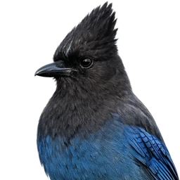 Steller’s Jay, profile