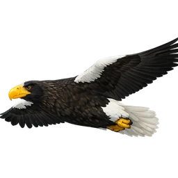 Steller’s Sea Eagle, in flight
