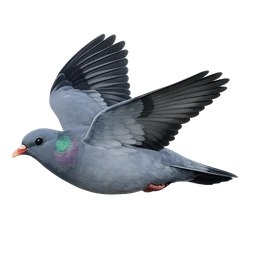Stock Dove, in flight