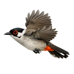 Styan's Bulbul, in flight