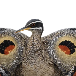 Sunbittern, profile