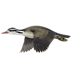 Sungrebe, in flight
