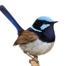Superb Fairywren, profile
