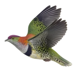 Superb Fruit-Dove, in flight