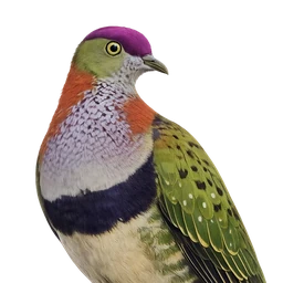Superb Fruit-Dove, profile