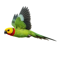 Superb Parrot, in flight
