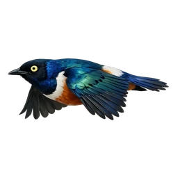 Superb Starling, in flight
