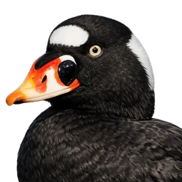 Surf Scoter, profile