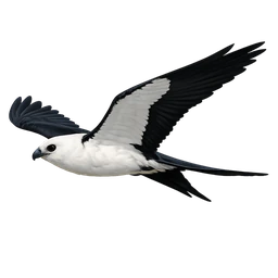 Swallow-tailed Kite, in flight