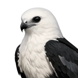 Swallow-tailed Kite, profile