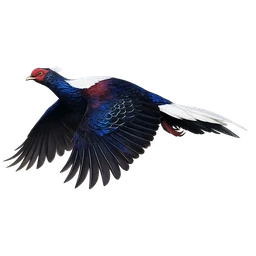 Swinhoe’s Pheasant, in flight