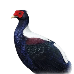 Swinhoe’s Pheasant, profile