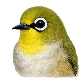 Swinhoe's White-eye, profile