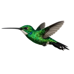 Sword-billed Hummingbird, in flight