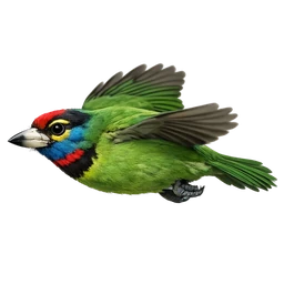 Taiwan Barbet, in flight