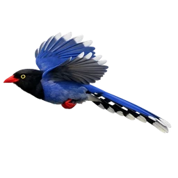 Taiwan Blue-Magpie, in flight