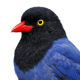 Taiwan Blue-Magpie, profile