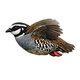 Taiwan Partridge, in flight
