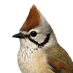 Taiwan Yuhina, profile