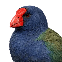Takahē, profile