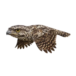 Tawny Frogmouth, in flight