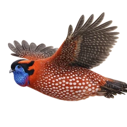 Temminck’s Tragopan, in flight