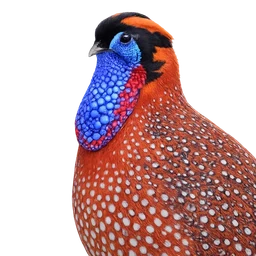 Temminck’s Tragopan, profile