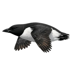 Thick-billed Murre, in flight