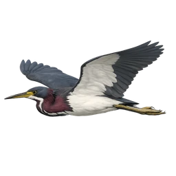 Tricolored Heron, in flight