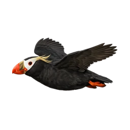 Tufted Puffin, in flight