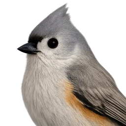 Tufted Titmouse, profile