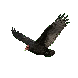 Turkey Vulture, in flight
