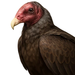 Turkey Vulture, profile