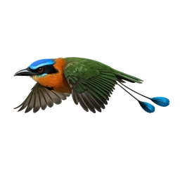 Turquoise-browed Motmot, in flight