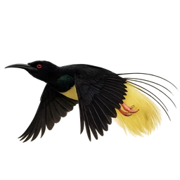 Twelve-wired Bird-of-paradise, in flight