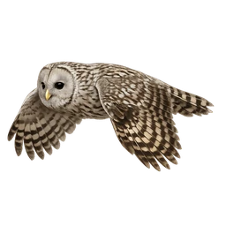 Ural Owl, in flight