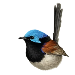 Variegated Fairywren, profile