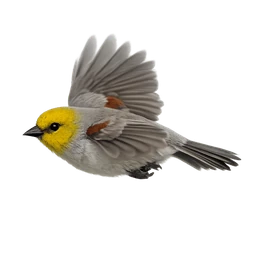 Verdin, in flight