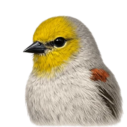 Verdin, profile